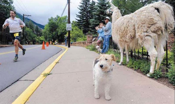 Alice the llama and Polly the dog watched Sunday as second-place finisher Dave Mackey neared the end of the Pikes Peak Marathon in Manitou Springs. The pets came with Manitou Springs residents Julie and Al Foster, background, and their other dog, Charlie. Matt Carpenter won the race for the ninth time.